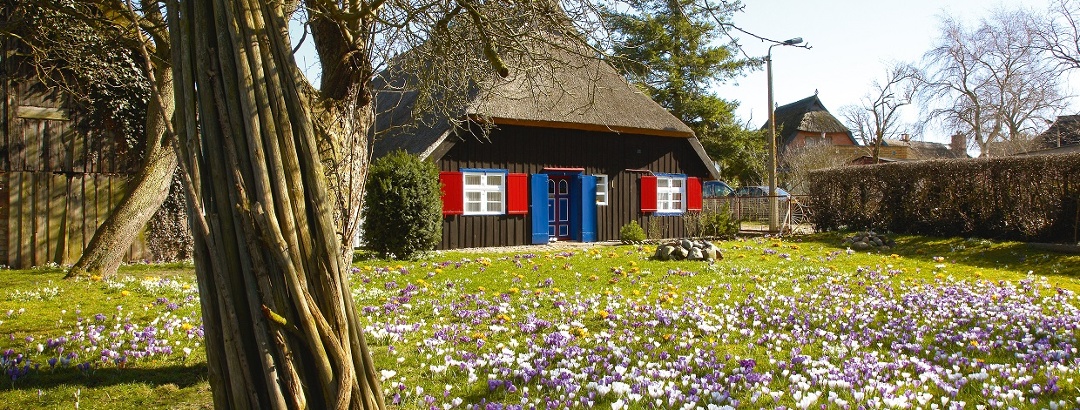 Blütenmeer an der Ostsee. Mecklenburg-Vorpommern ist ein Land wie aus dem Bilderbuch.