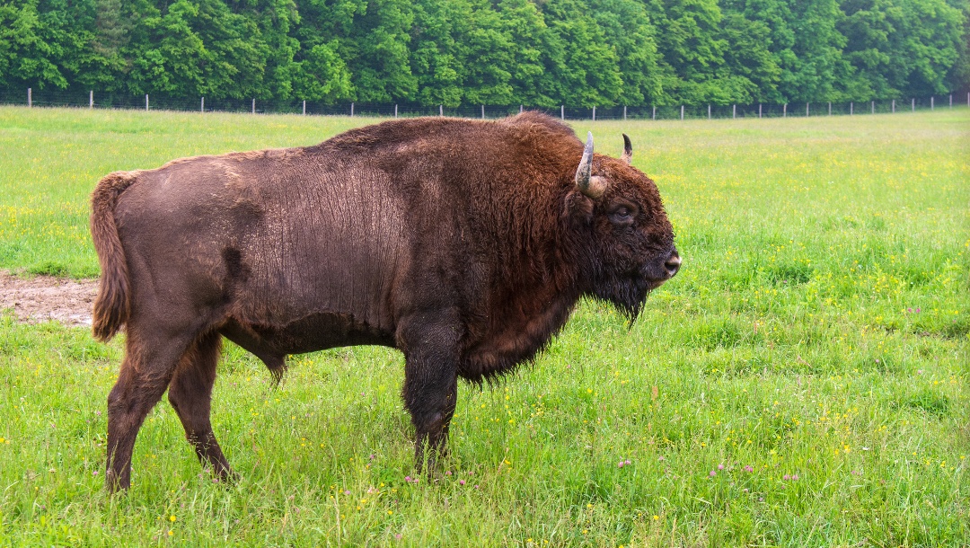 European bison in Pityerszer