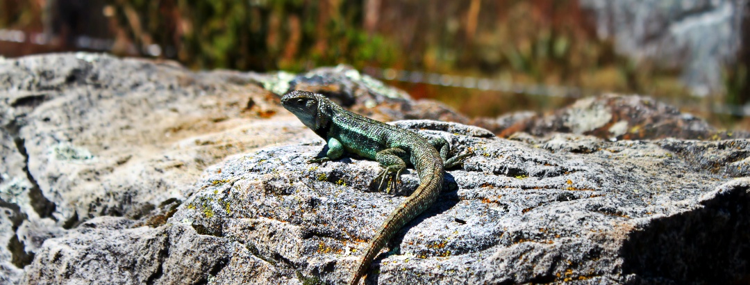 The flora and fauna along the route are truly impressive.